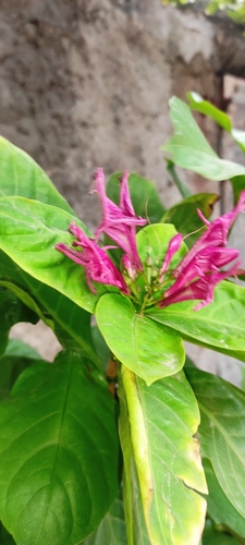 Graptophyllum pictum