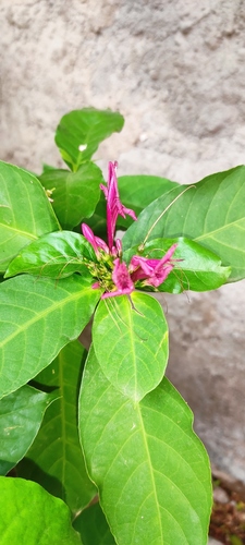 Graptophyllum pictum