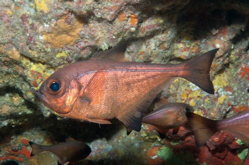 Bronze sweeper (Pempheris analis) — Pempheridae — 5