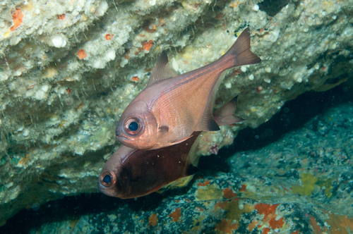 Bronze sweeper (Pempheris analis) — Pempheridae — 4