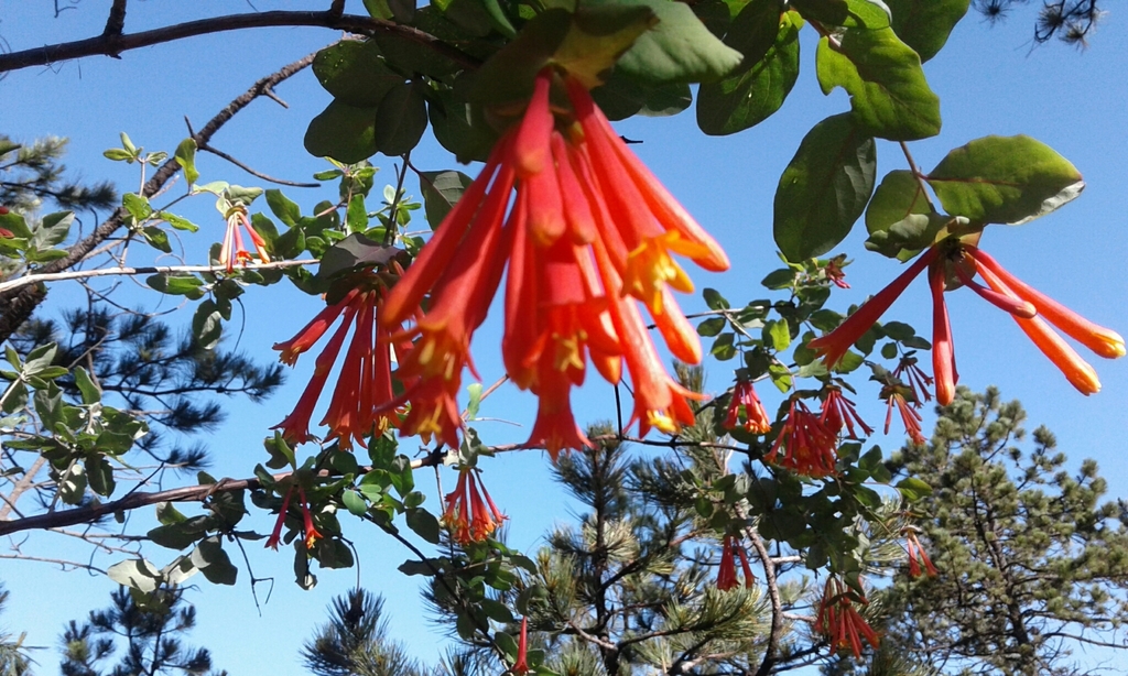 Lonicera pilosa (Lonicera pilosa)