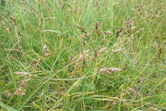 Carex tumulicola