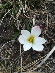 Zephyranthes fosteri