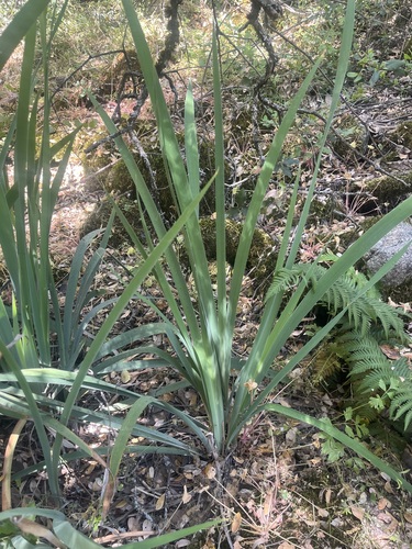Image of Iris munzii by (c) T. J. Samojedny, some rights reserved (CC BY)