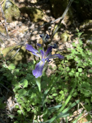 Image of Iris munzii by (c) T. J. Samojedny, some rights reserved (CC BY)