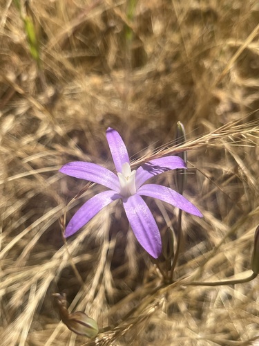 Image of Brodiaea insignis by (c) T. J. Samojedny, some rights reserved (CC BY)