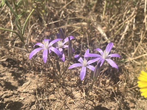 Image of Brodiaea insignis by (c) T. J. Samojedny, some rights reserved (CC BY)