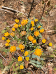 Senecio aronicoides