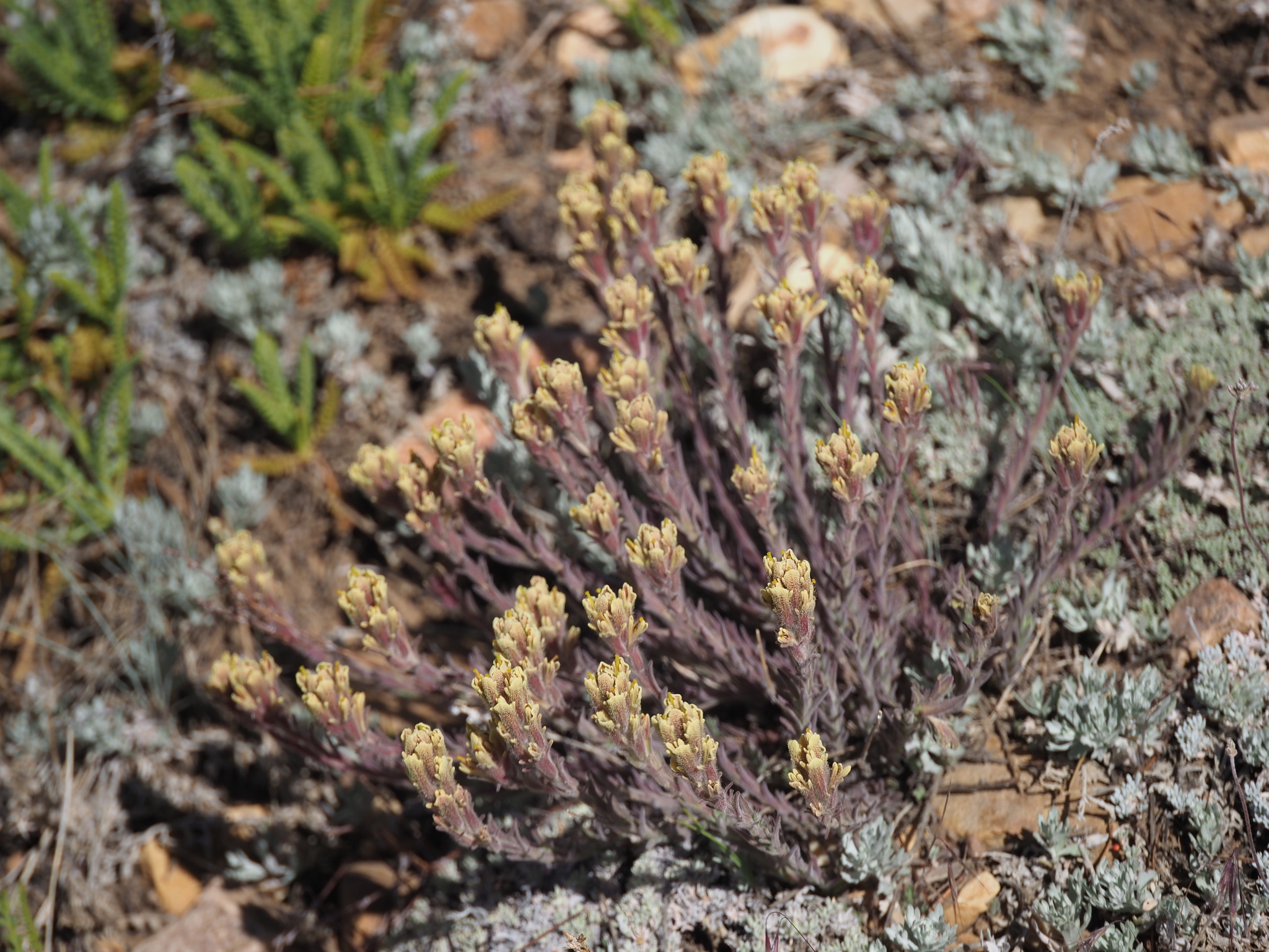 Castilleja cinerea