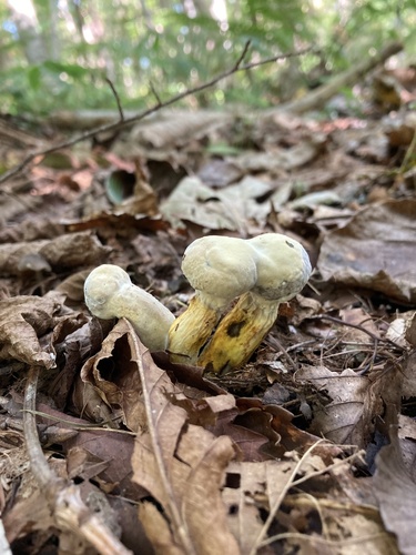 Hypomyces