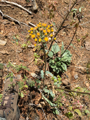Senecio aronicoides