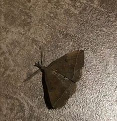 Pechipogo plumigeralis