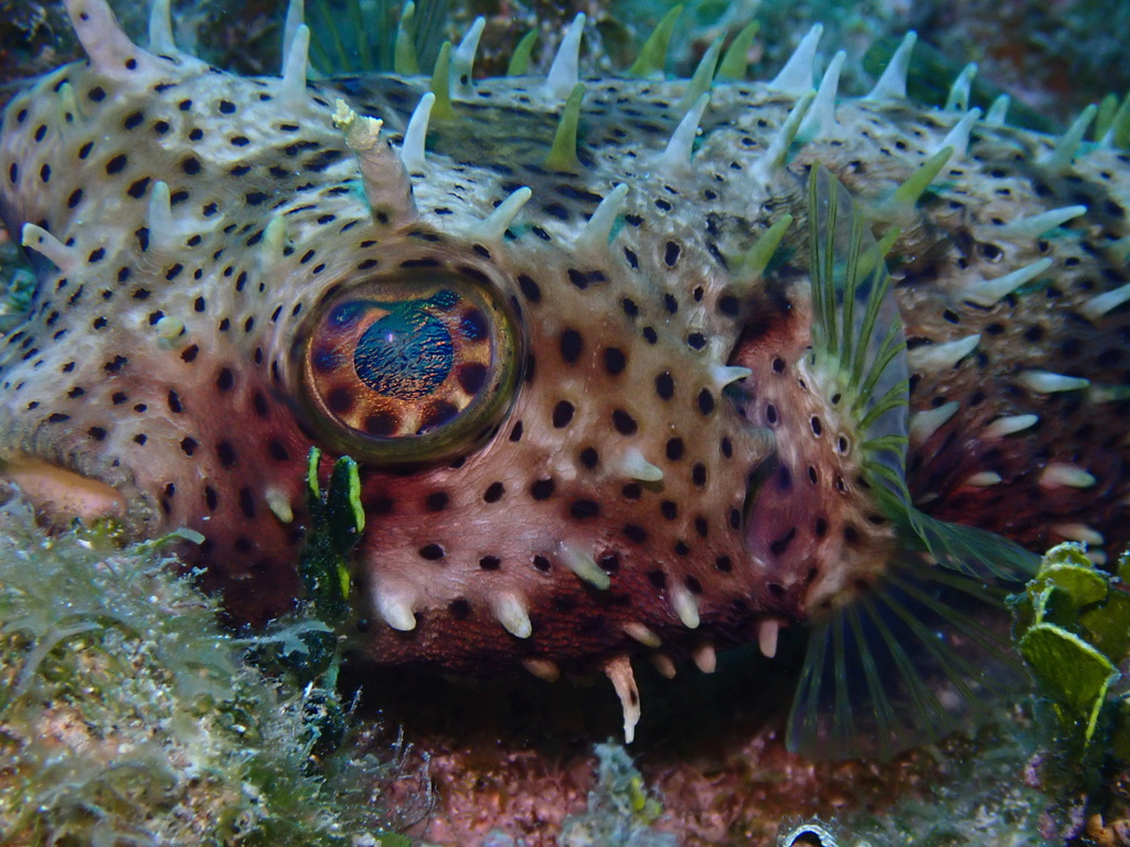 Bridled Burrfish