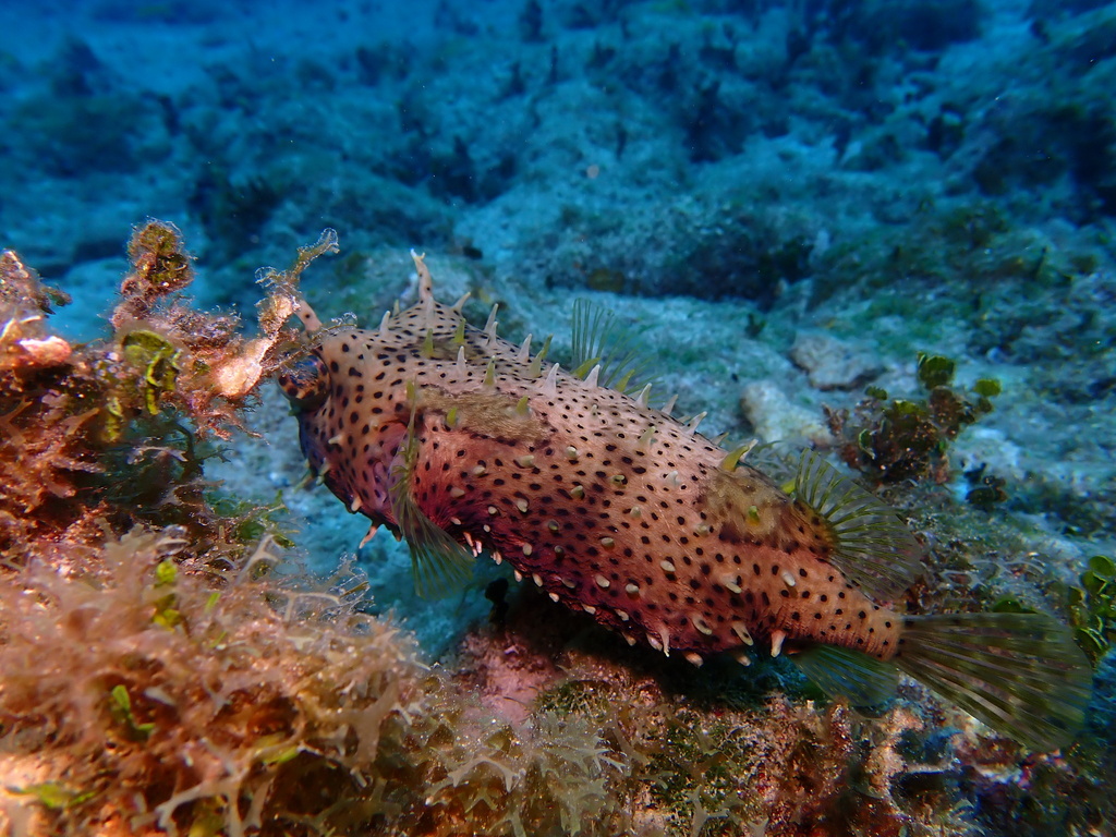 Bridled burrfish (Chilomycterus antennatus) — Diodontidae