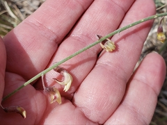 Astragalus xiphoides