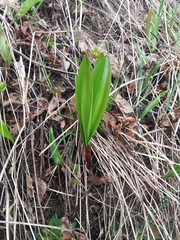 Allium ochotense