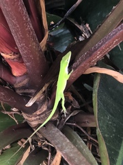 Anolis carolinensis