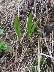 Allium ochotense