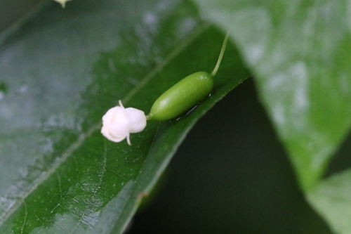 Image of Indian Zehneria (Zehneria japonica) by no rights reserved
