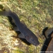 Pale Catfish - Photo (c) Erick Sosa R., some rights reserved (CC BY-NC), uploaded by Erick Sosa R.