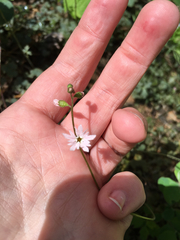 Lithophragma heterophyllum
