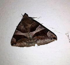 Bastilla arcuata