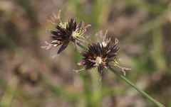 Juncus phaeocephalus