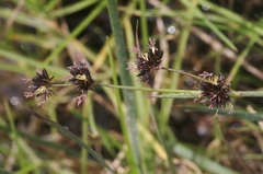 Juncus phaeocephalus