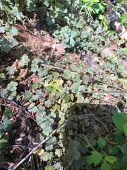 Lithophragma heterophyllum