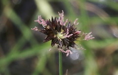 Juncus phaeocephalus