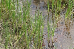 Juncus phaeocephalus