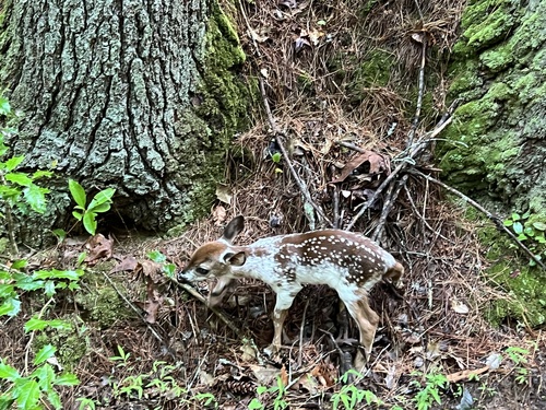 White-tailed Deer photographed in Georgia