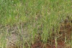 Juncus phaeocephalus