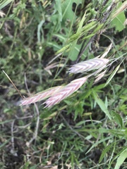 Ceratochloa