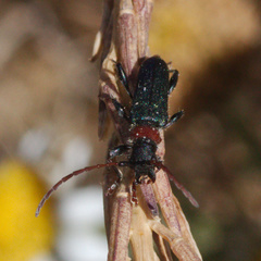 Cartallum ebulinum