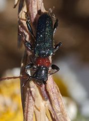 Cartallum ebulinum