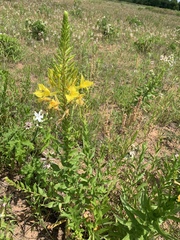 Oenothera rhombipetala