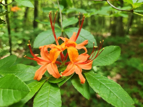 Rhododendron cumberlandense