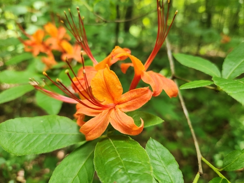 Rhododendron cumberlandense, photograph 4