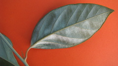 Bonamia agrostopolis