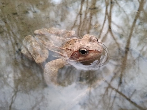 skokan hnedý (Rana temporaria)