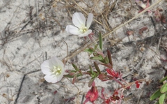 Clarkia davyi
