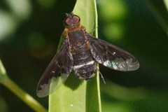 Hemipenthes velutina