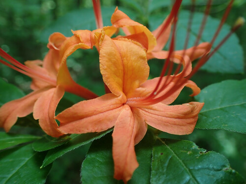 Rhododendron cumberlandense, photograph 6