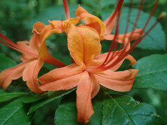 Rhododendron cumberlandense, photograph (c) Evan M. Raskin, some rights reserved (CC BY)