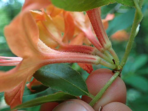 Rhododendron cumberlandense, photograph 5