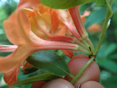 (c) Evan M. Raskin, some rights reserved (CC BY) Rhododendron cumberlandense, photograph (c) Evan M. Raskin, some rights reserved (CC BY)