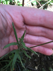Castilleja applegatei