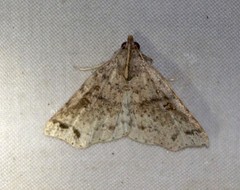 Lithilaria proestans