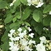 Doublefile Viburnum - Photo (c) candruk, some rights reserved (CC BY-NC)